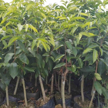 热门奇楠沉香各种规格齐全包结香