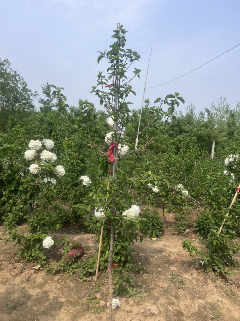 大量供应中华木绣球斗球1-8公分