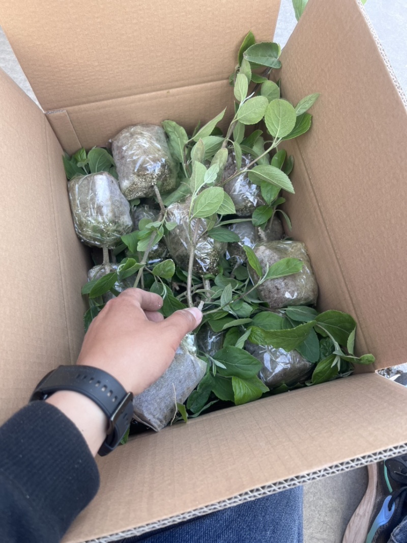 大量供应中华木绣球斗球1-8公分