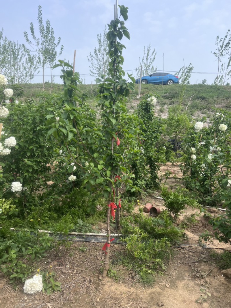大量供应中华木绣球斗球1-8公分