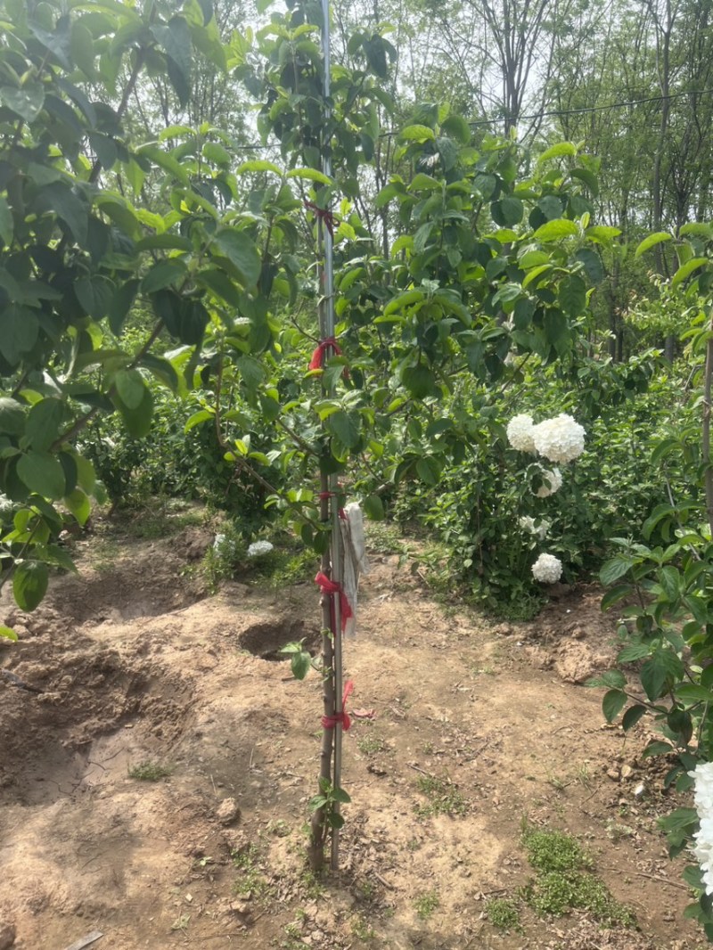 大量供应中华木绣球斗球1-8公分