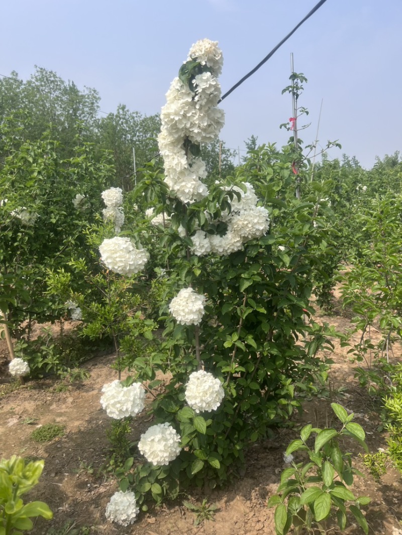大量供应中华木绣球斗球1-8公分