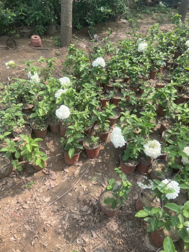 大量供应中华木绣球斗球1-8公分