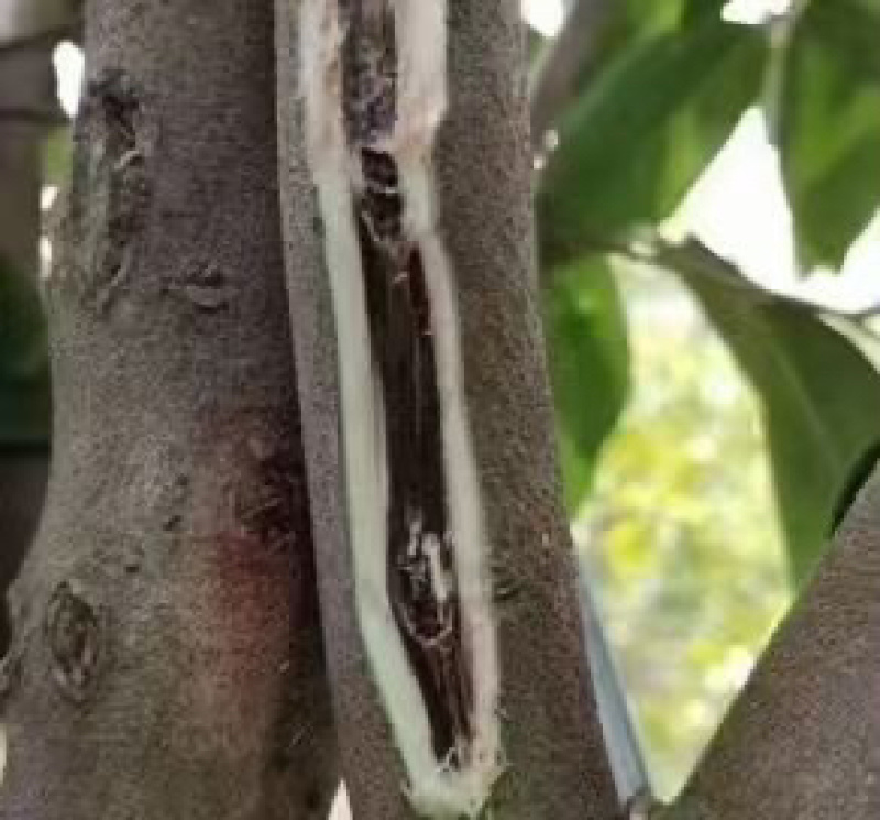 热门奇楠沉香各种规格齐全包结香
