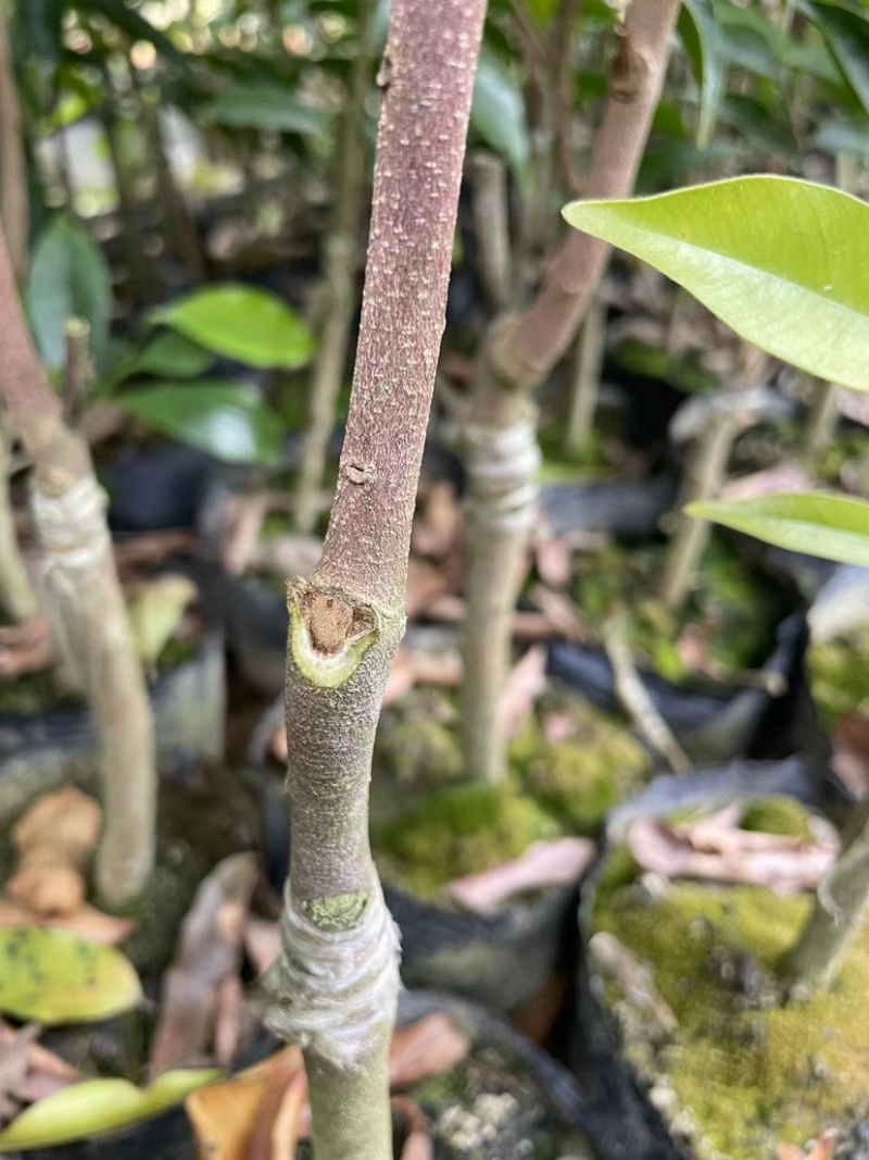 热门奇楠沉香各种规格齐全包结香