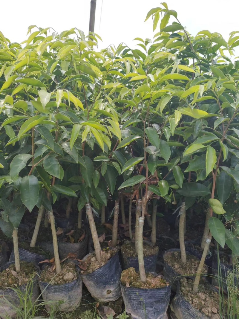热门奇楠沉香各种规格齐全包结香