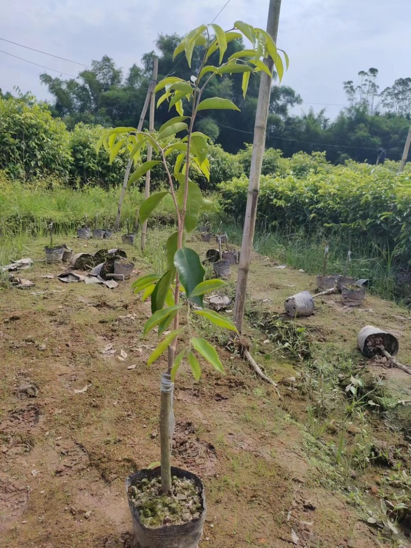 热门奇楠沉香各种规格齐全包结香