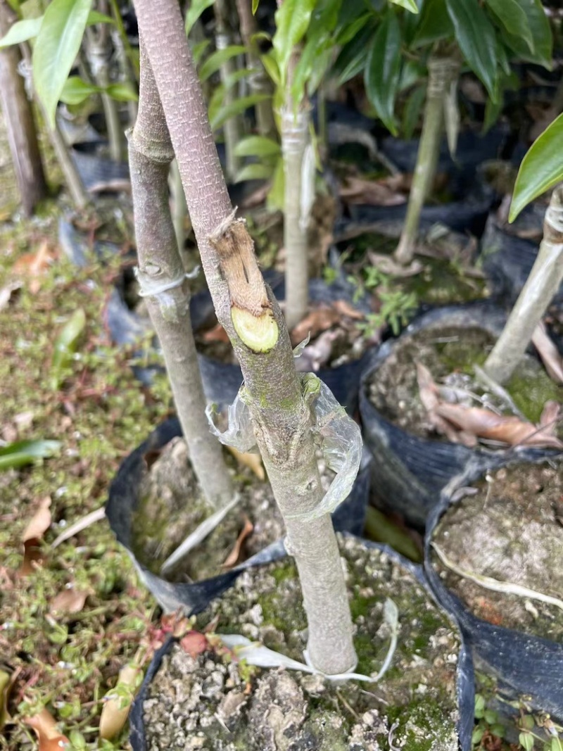热门奇楠沉香各种规格齐全包结香