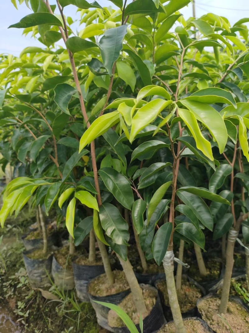 热门奇楠沉香各种规格齐全包结香