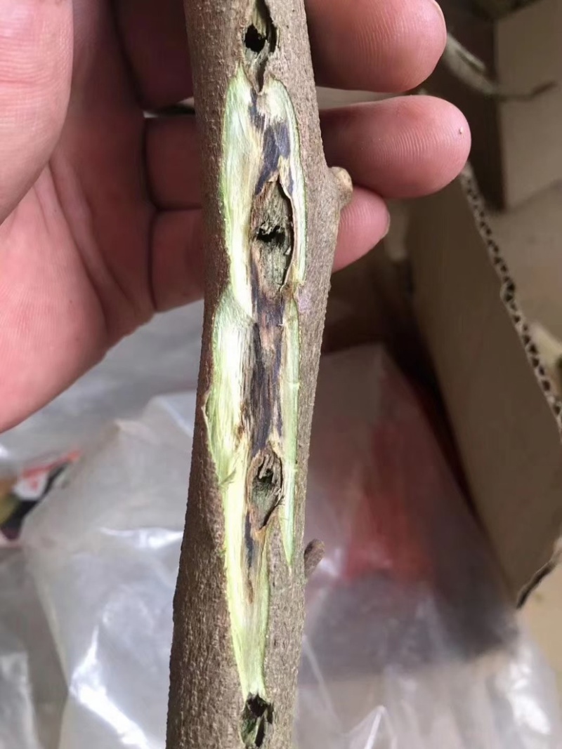 热门奇楠沉香各种规格齐全包结香