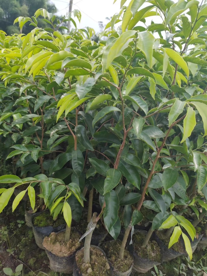 热门奇楠沉香各种规格齐全包结香