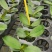 育苗基质营养土【玄土】保水透气纯植物纤维朔型省人工