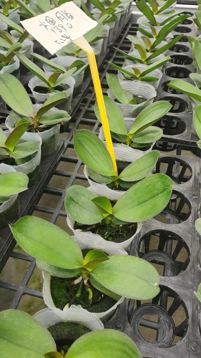 育苗基质营养土【玄土】保水透气纯植物纤维朔型省人工