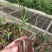 育苗基质营养土【玄土】保水透气纯植物纤维朔型省人工