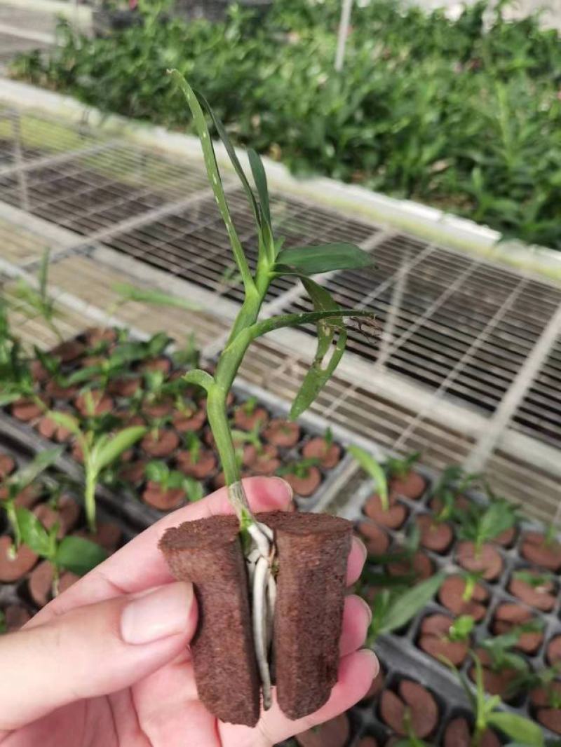 育苗基质营养土【玄土】保水透气纯植物纤维朔型省人工