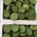 海南新鲜水果莲蓬原产地发货太空莲蓬品质精品今年新出