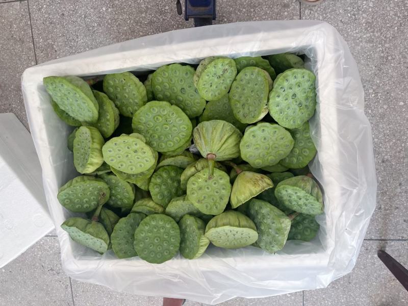 海南新鲜水果莲蓬原产地发货太空莲蓬品质精品今年新出