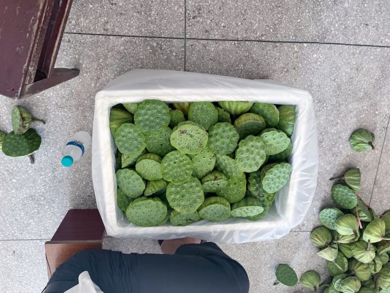 海南新鲜水果莲蓬原产地发货太空莲蓬品质精品今年新出