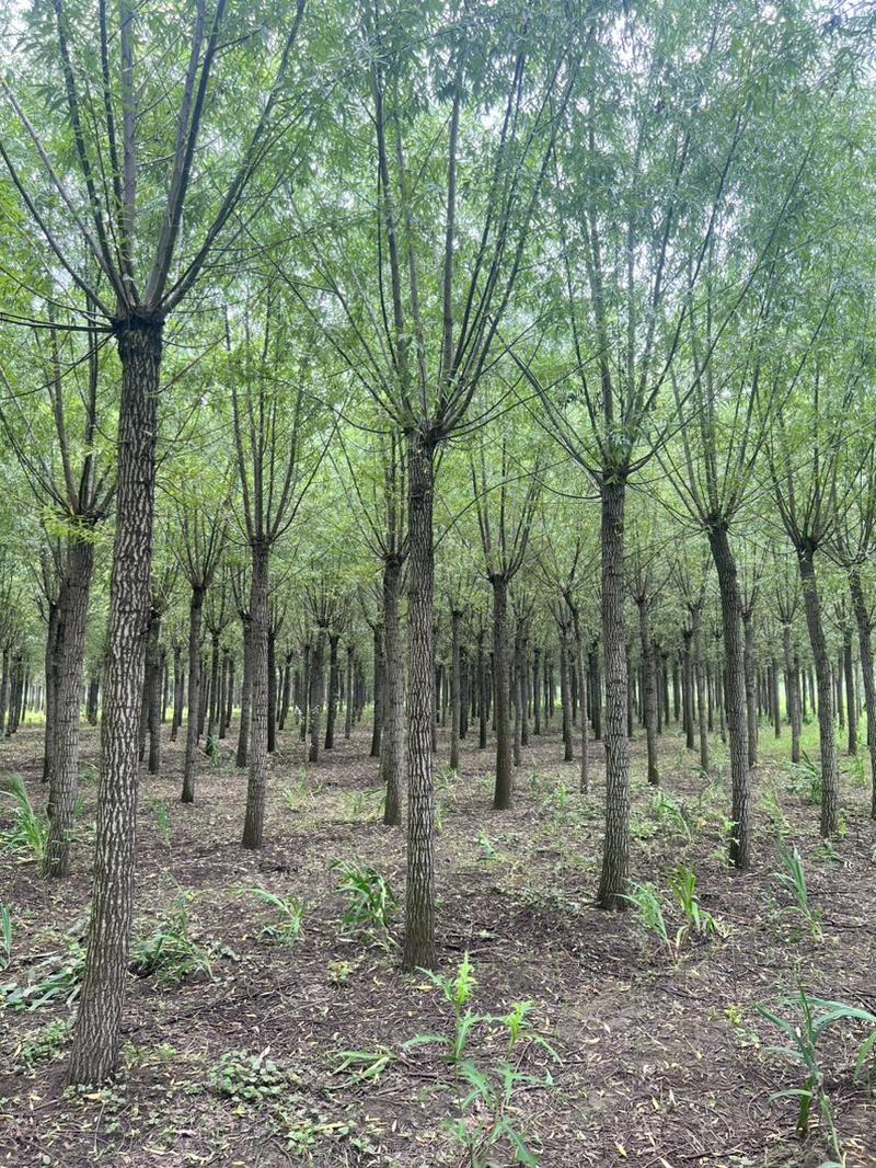 14-18公分的柳树竹柳临沂荣超园林大量供应