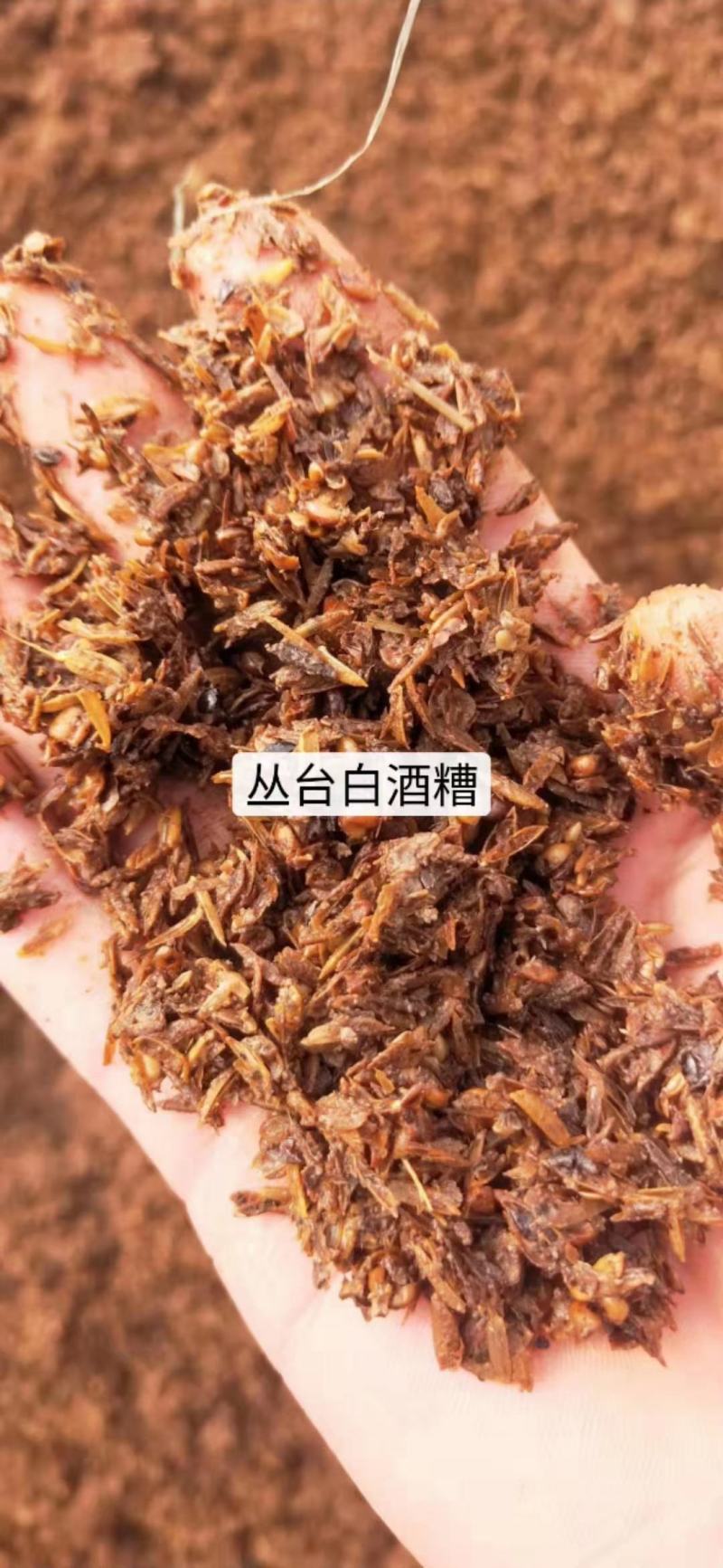 现货各种白酒糟
