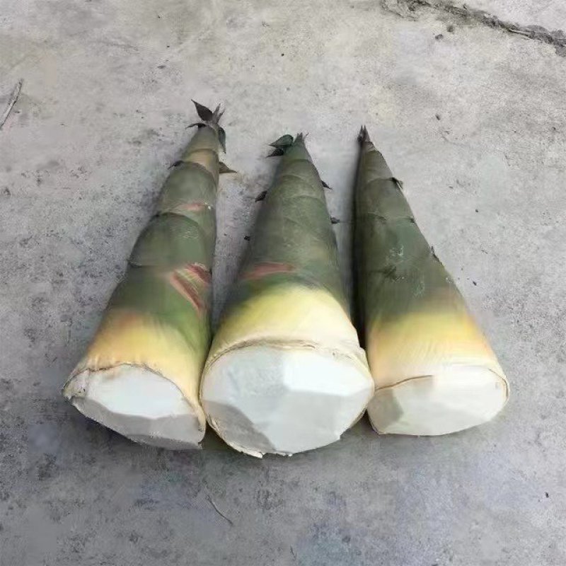 麻笋牛角笋