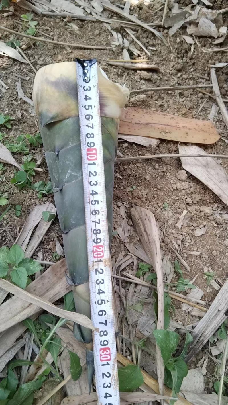麻笋牛角笋