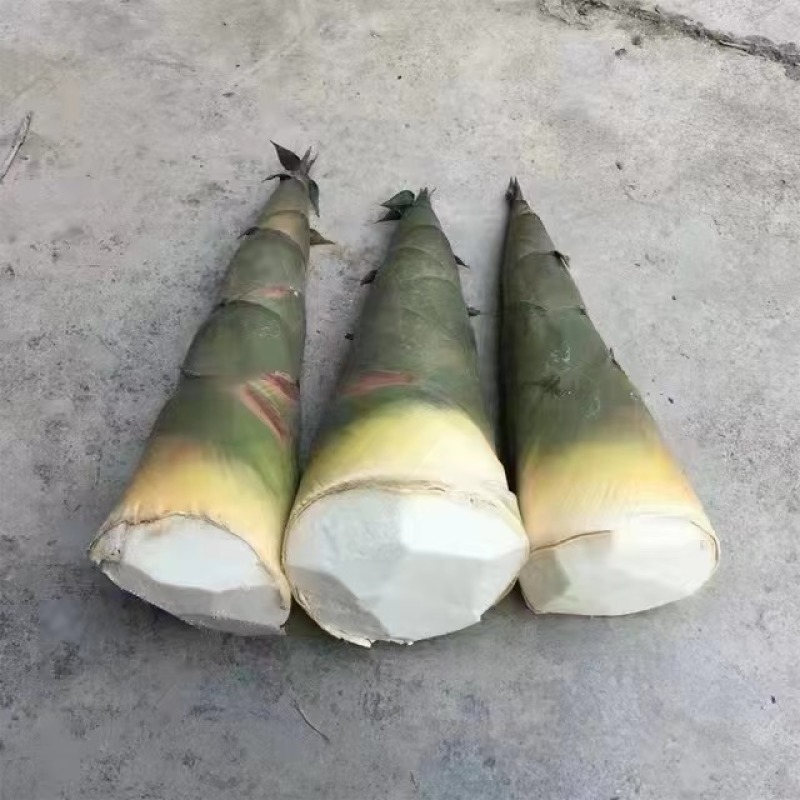 麻笋牛角笋