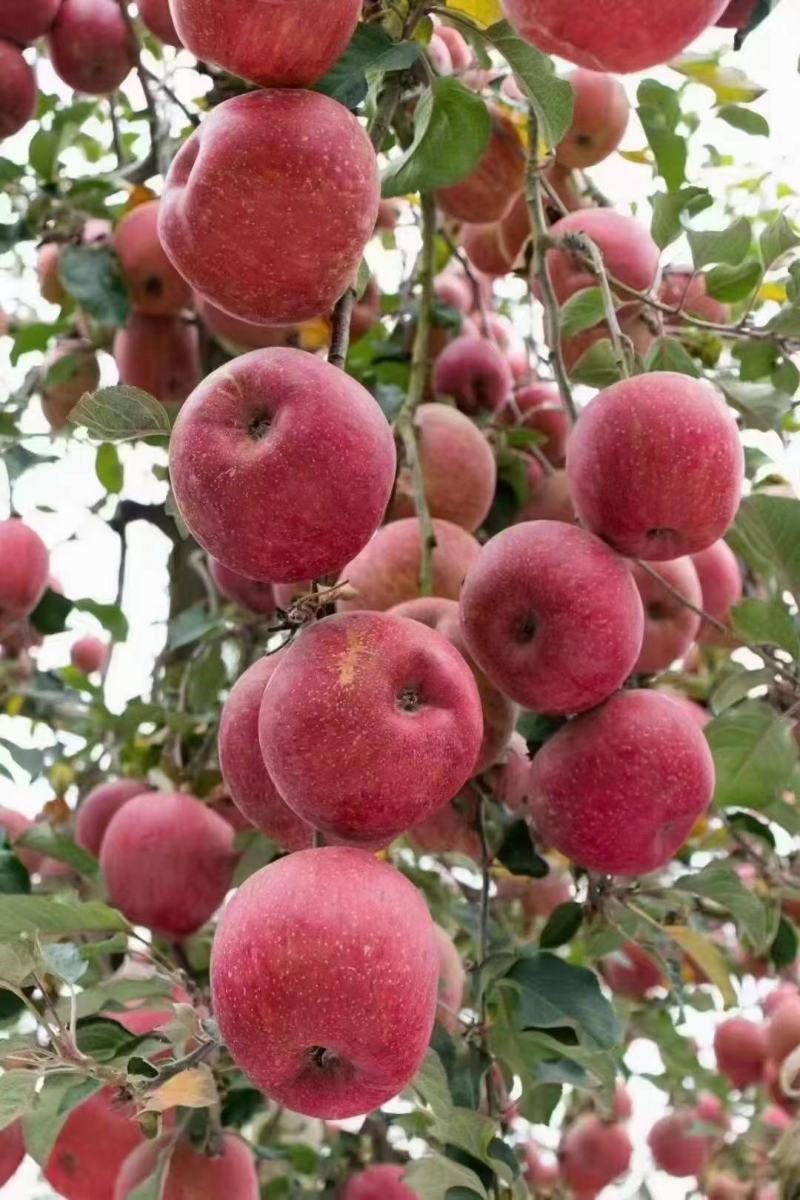 昭通洒渔自家苹果