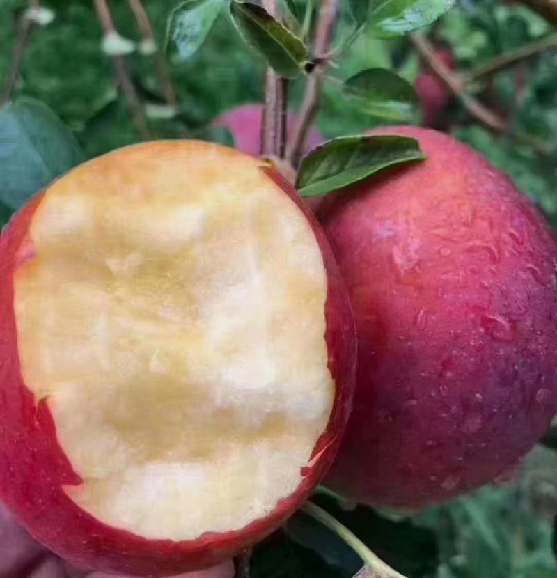 昭通洒渔自家苹果
