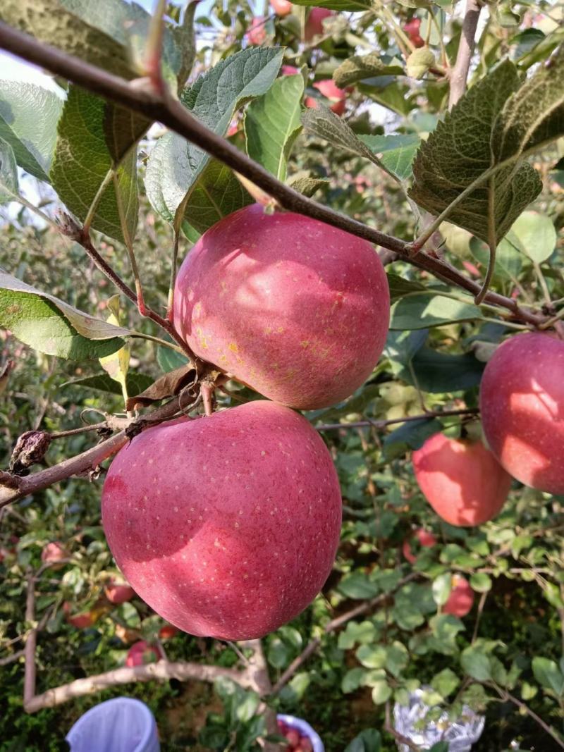 昭通洒渔自家苹果
