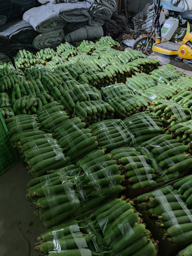 精品丝瓜大量上市需要的赶快联系！！！！