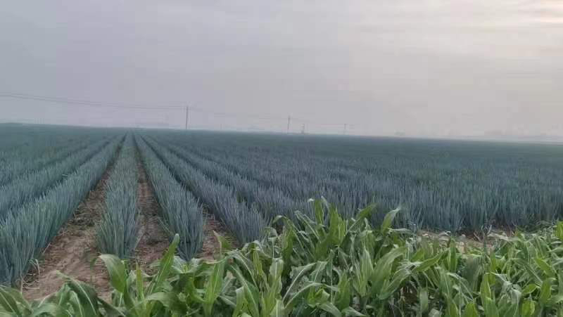 铁杆大葱苗定植打孔与插苗示意图