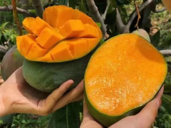 凯特芒果肉特写