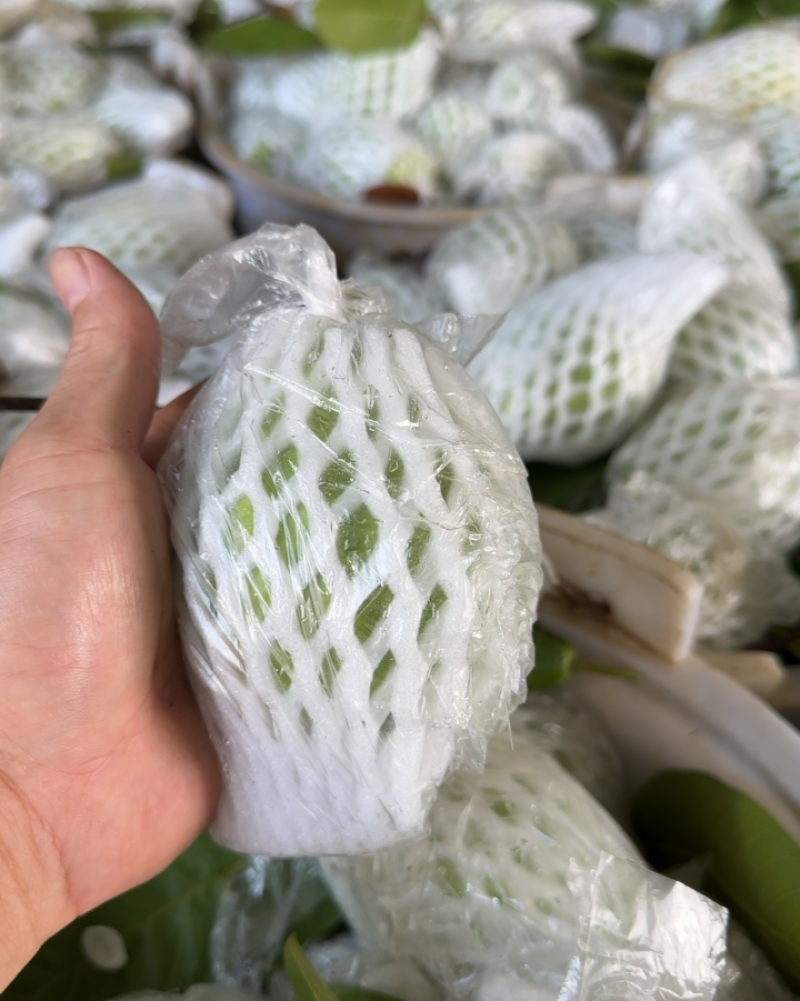 红心番石榴