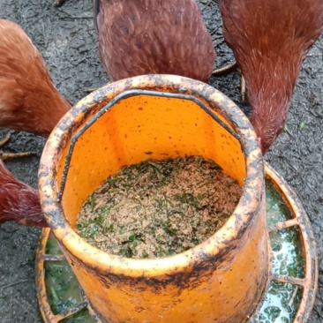 土鸡