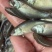 丁桂鱼苗，淡水养殖，喂浮料。