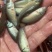 丁桂鱼苗，淡水养殖，喂浮料。