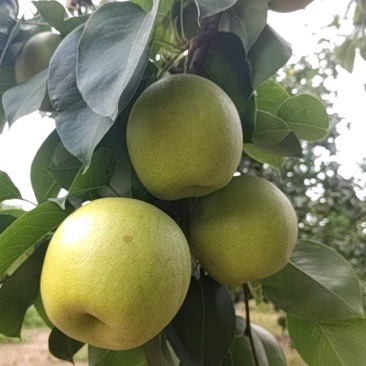 黄金梨口感甜水分足