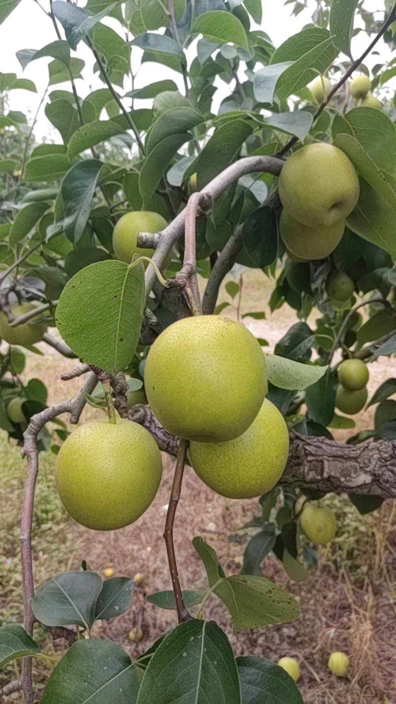 黄金梨口感甜水分足