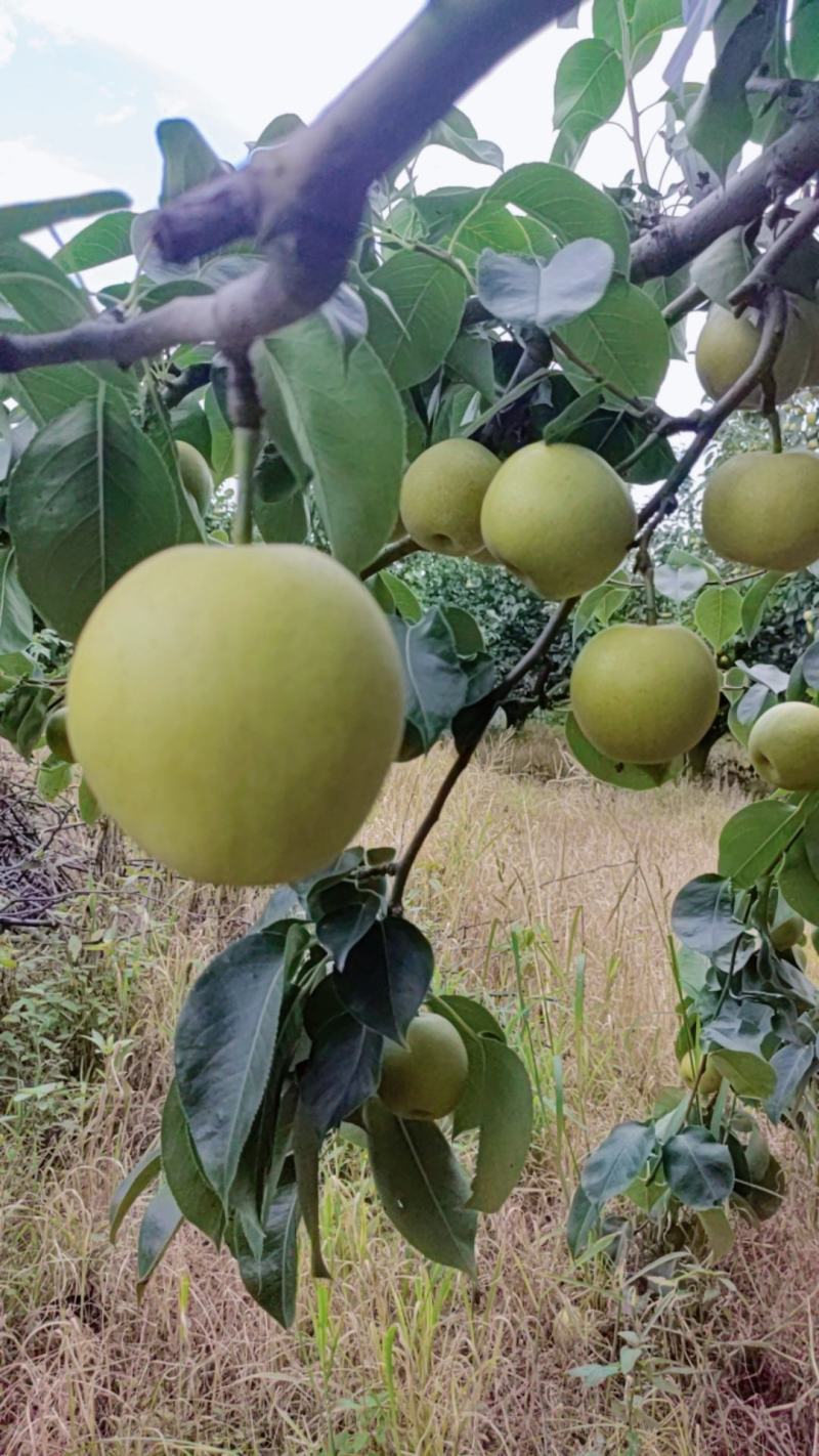 黄金梨口感甜水分足