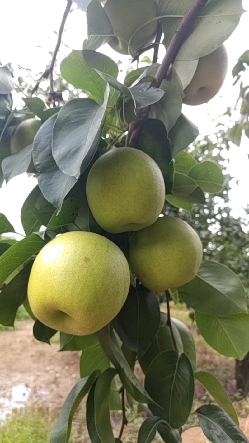 黄金梨口感甜水分足