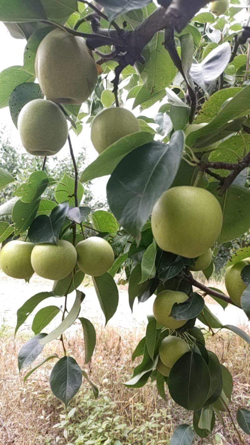 黄金梨口感甜水分足
