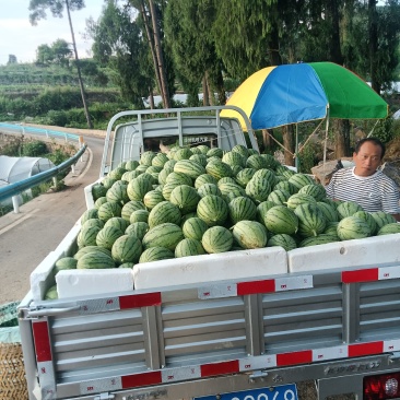 拿比特小西瓜产地直发，包熟包甜，品质保证