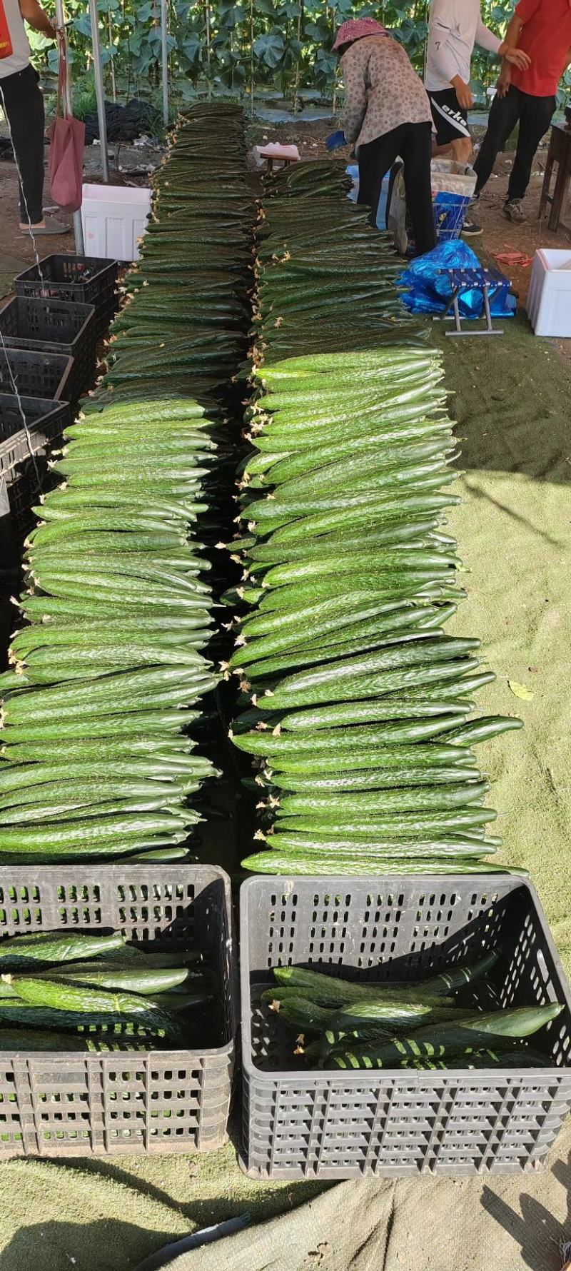 黄瓜目前每天可采摘50吨左右，有需要的客户请联系洽谈