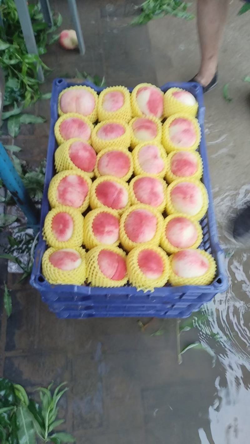 桃，久宝大量上市需要得联系，口感好，一打两开，颜色鲜艳