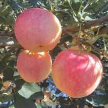 山西运城嘎啦苹果，早熟美八苹果，支持一件，长期供应