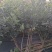 3到5年地栽蓝莓苗