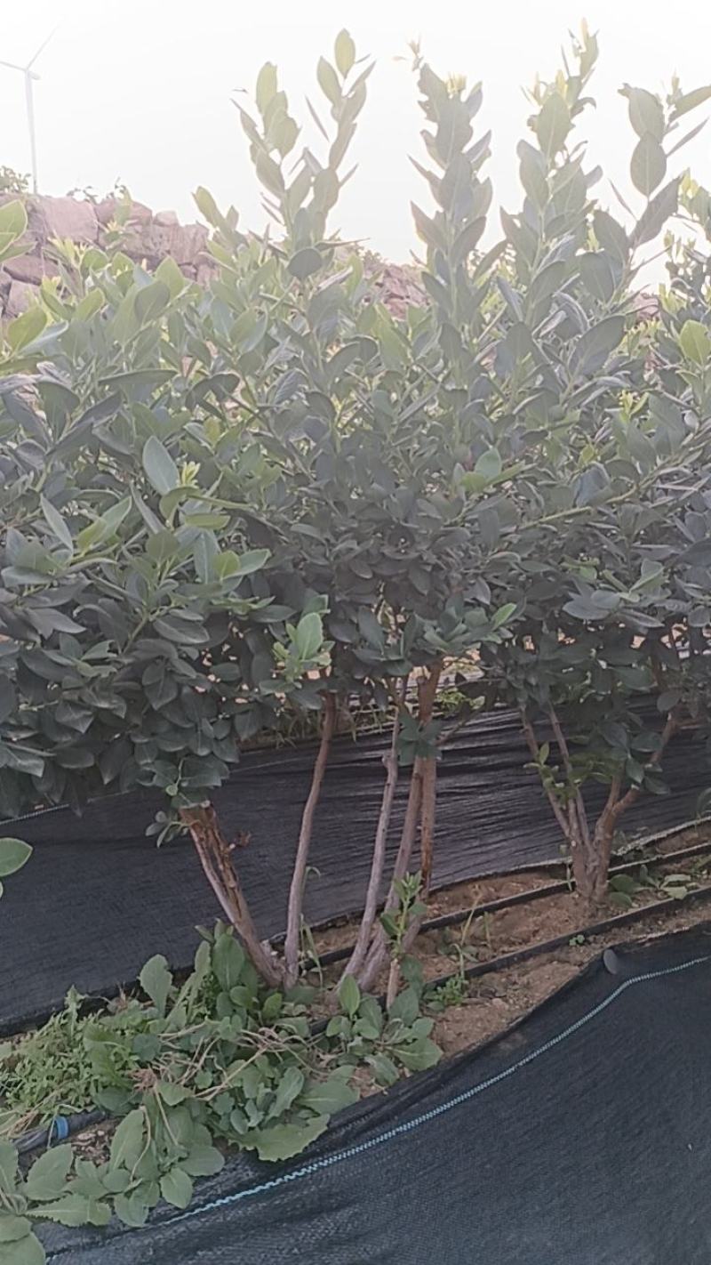 3到5年地栽蓝莓苗