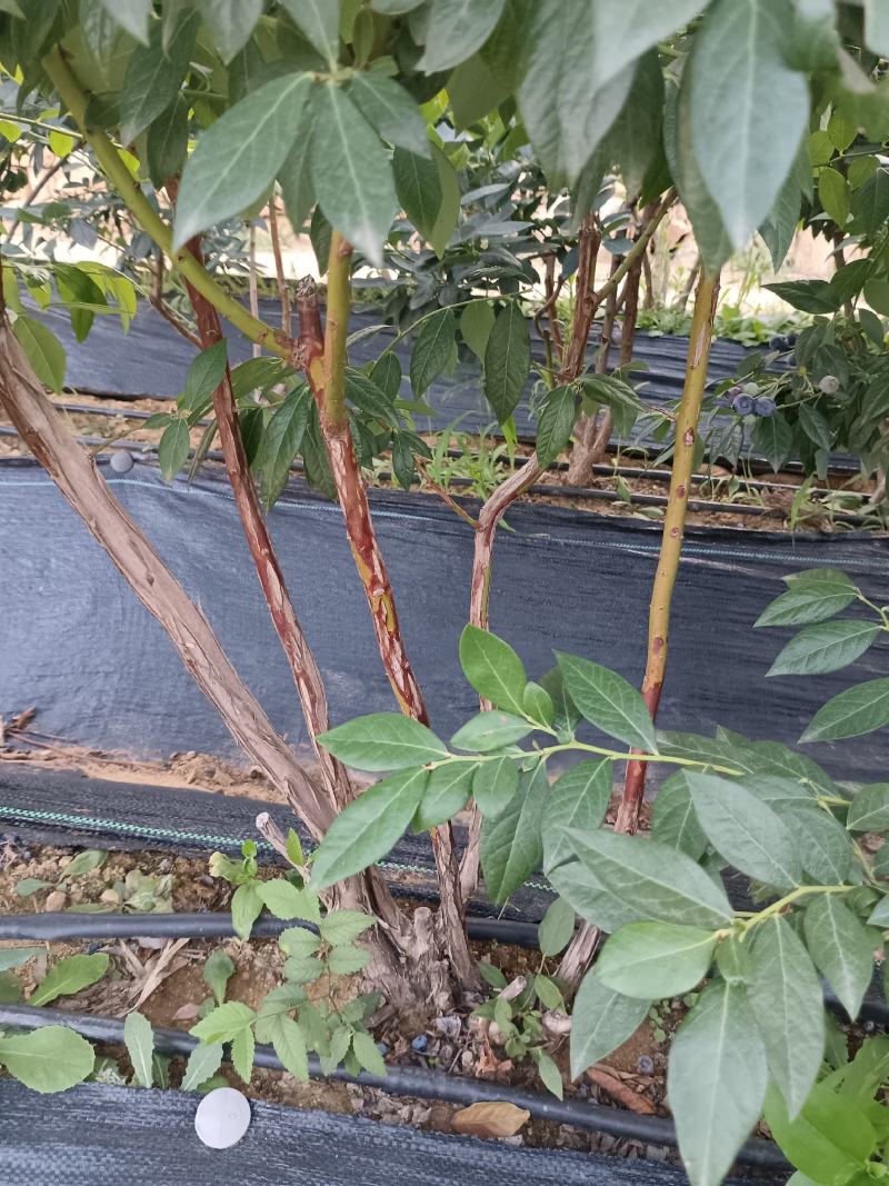 3到5年地栽蓝莓苗