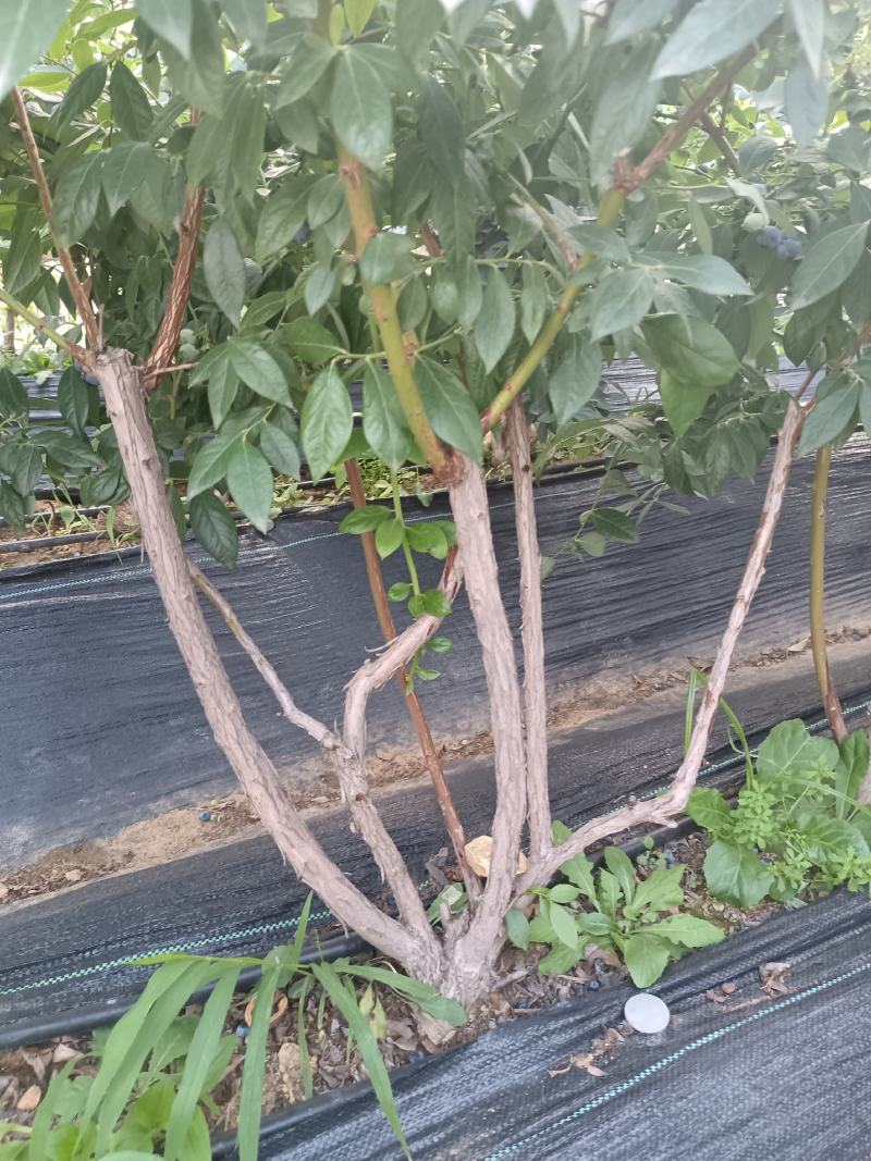 3到5年地栽蓝莓苗